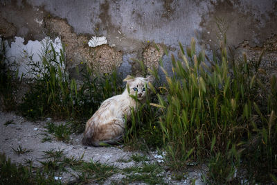 Portrait of cat sitting on land