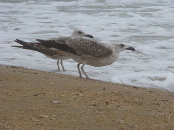 Side view of a bird on beach