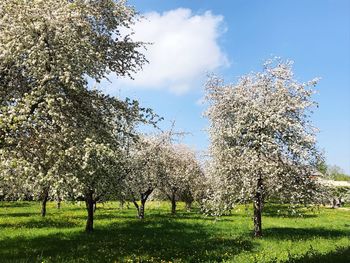 View of cherry blossom trees in field