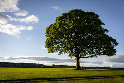 Tree on field against sky