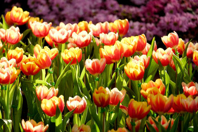 Close-up of tulips blooming in field