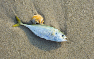 High angle view of fish underwater