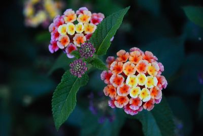 Close-up of fresh flowers blooming outdoors