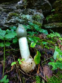 High angle view of mushroom growing on field