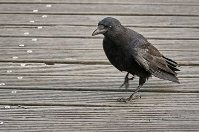 Close-up of bird perching on wood