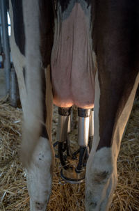 livestock