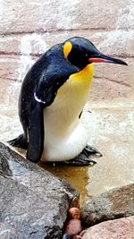 Close-up of penguin on rock against wall