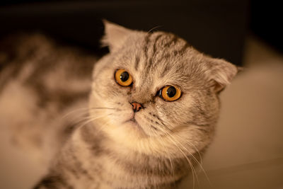 Close-up portrait of a cat