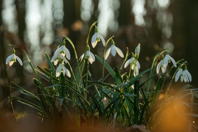 Close-up of flowering plants on land