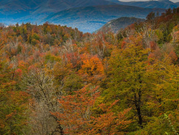 Trees in forest during autumn