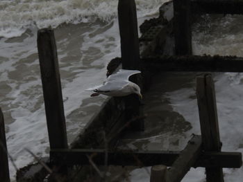 High angle view of seagull swimming in lake
