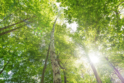 Low angle view of sunlight streaming through trees in forest