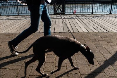 Low section of man with dog standing on floor