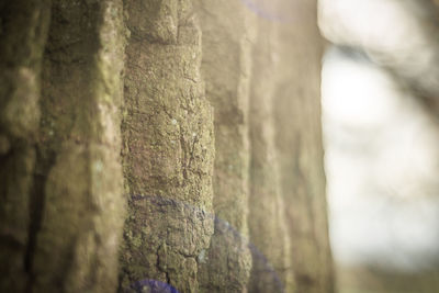 Close-up of tree trunk