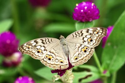 Close-up of butterfly on plant