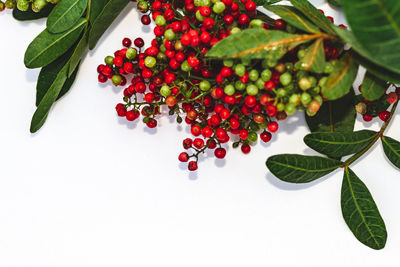 Close-up of fruits against white background