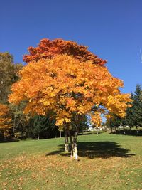 Autumn tree on grassy field in park against clear blue sky