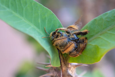 Close-up of insect on leaf