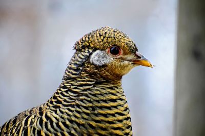 Close-up of a bird