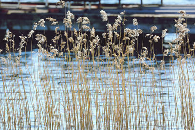 Close-up of plants in lake