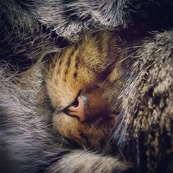 Close-up of cat relaxing