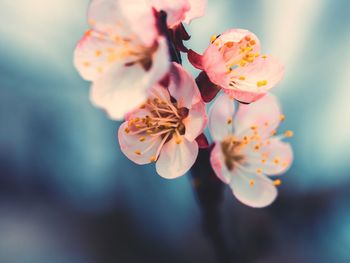 Close-up of pink cherry blossom