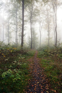 Trees in forest during autumn