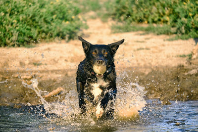 Dog running in water