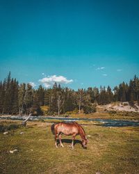Horse grazing in field