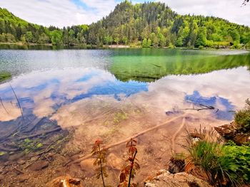 Scenic view of lake in forest