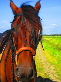 Close-up of a horse on field