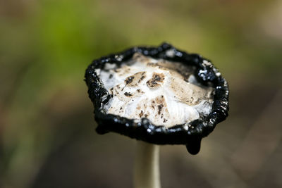 Close-up of a mushroom