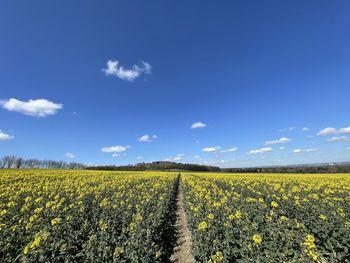 Scenic view of agricultural field against blue sky