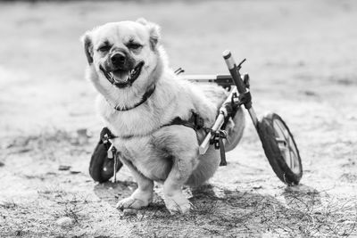 Portrait of dog sitting on land