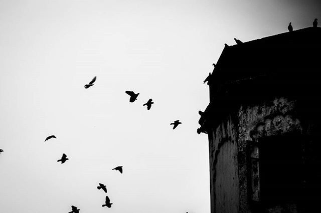 bird, animal themes, animals in the wild, flying, wildlife, low angle view, clear sky, built structure, flock of birds, architecture, building exterior, spread wings, copy space, sky, silhouette, outdoors, day, no people, medium group of animals