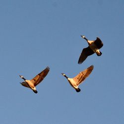 Low angle view of pelican flying against clear sky