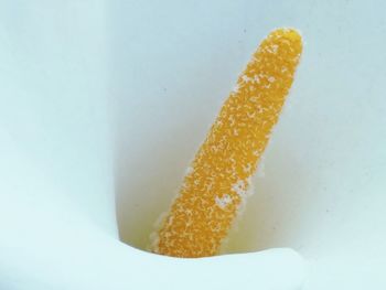 Close-up of yellow flower over white background