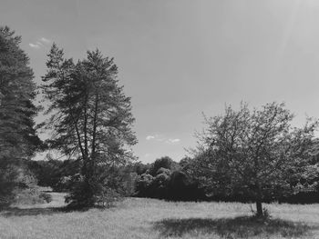 Trees on field against sky