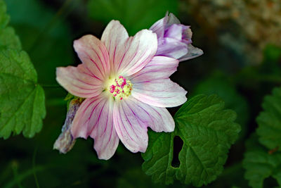 Close-up of pink flowering plant