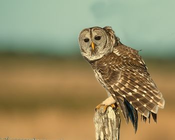 Close-up of bird