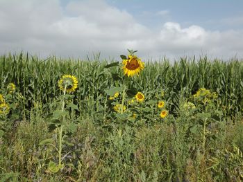 Scenic view of sunflower field against cloudy sky