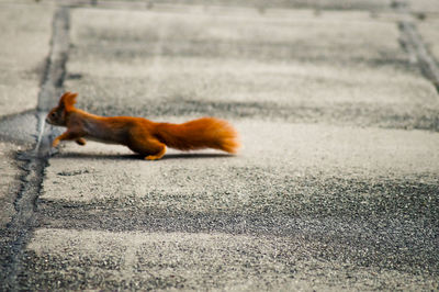 Side view of red squirrel running on footpath