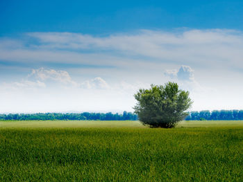 Scenic view of agricultural field against sky