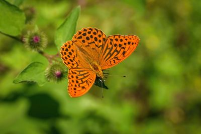 Close-up of butterfly pollinating on flower