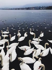 Flock of swans in lake
