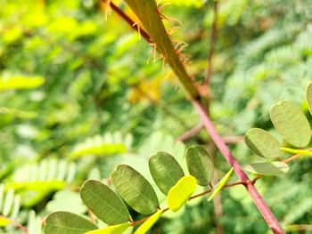 Close-up of fresh green leaves on branch