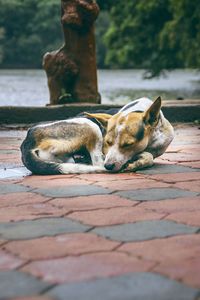 Dog relaxing outdoors