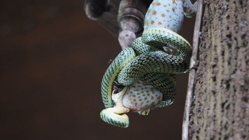 Close-up of man holding plant