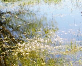 Plants in water