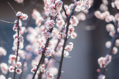 Close-up of cherry blossom